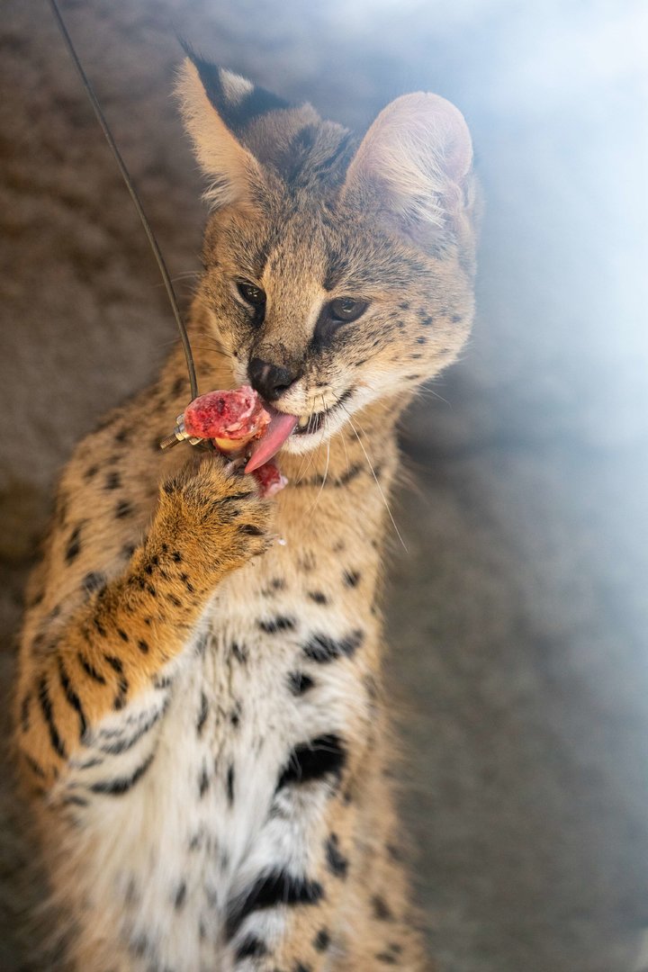 serval (Leptailurus serval)