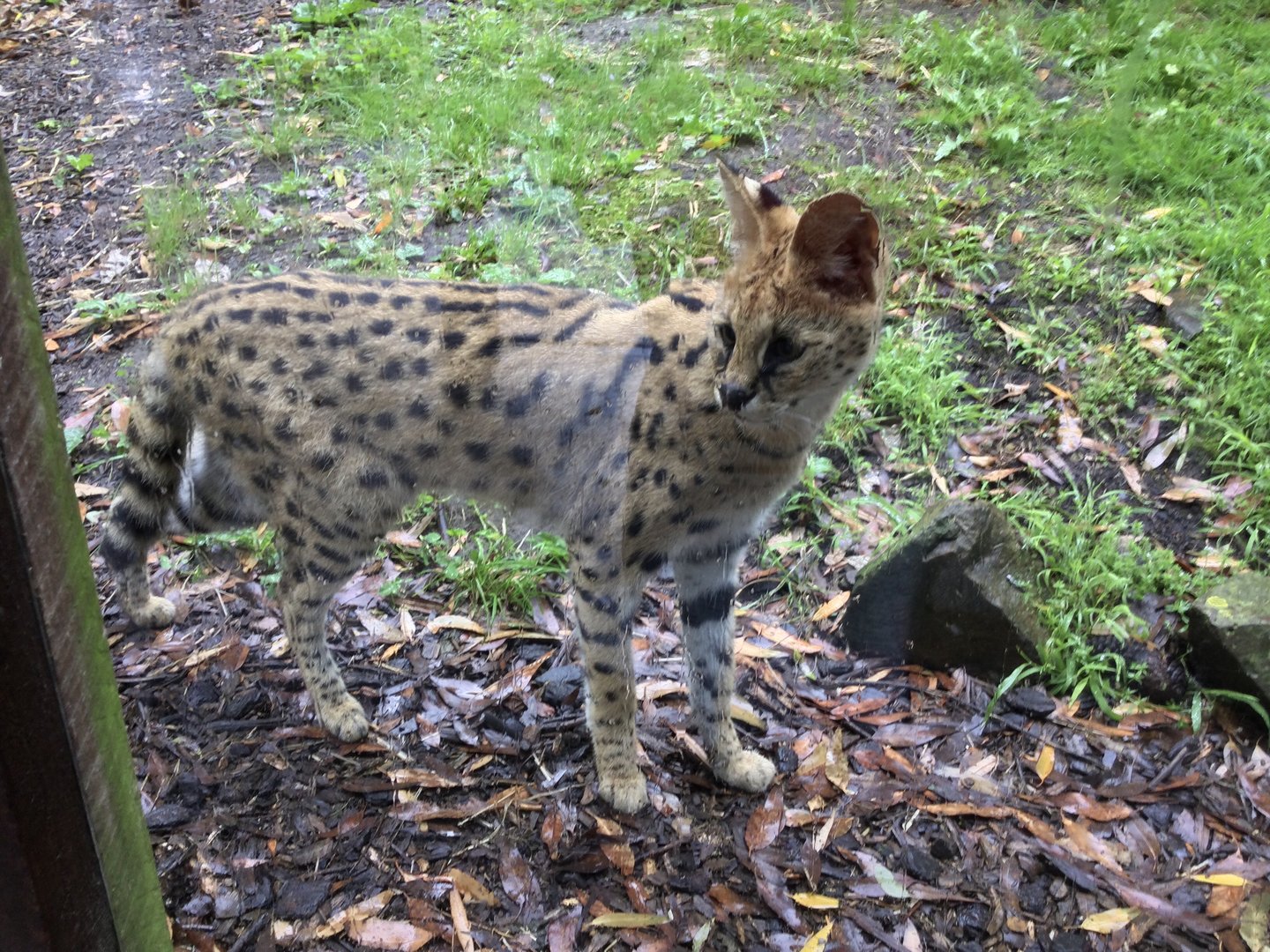 Serval (Leptailurus serval)