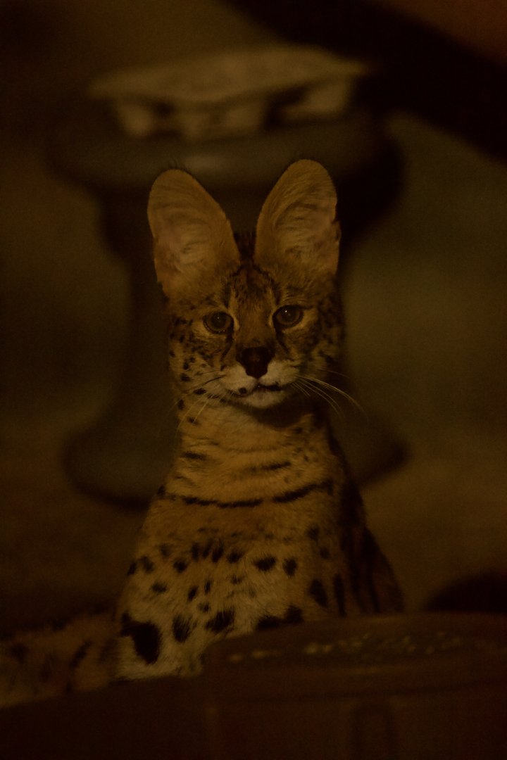 Serval/ Leptailurus serval