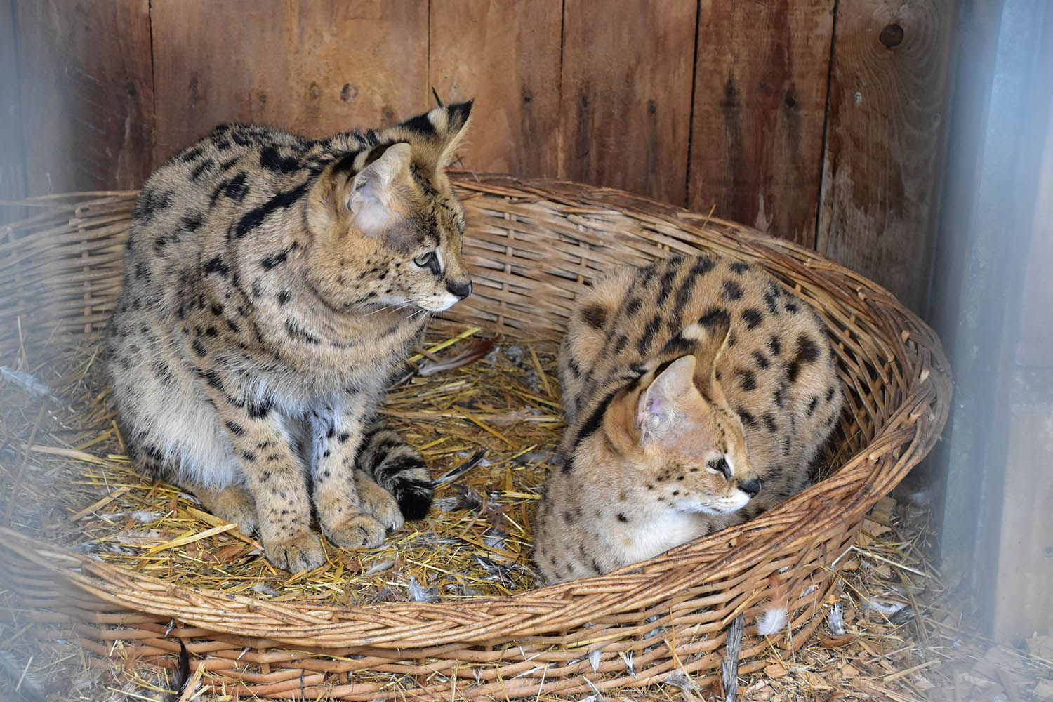 Serval (Leptailurus serval)