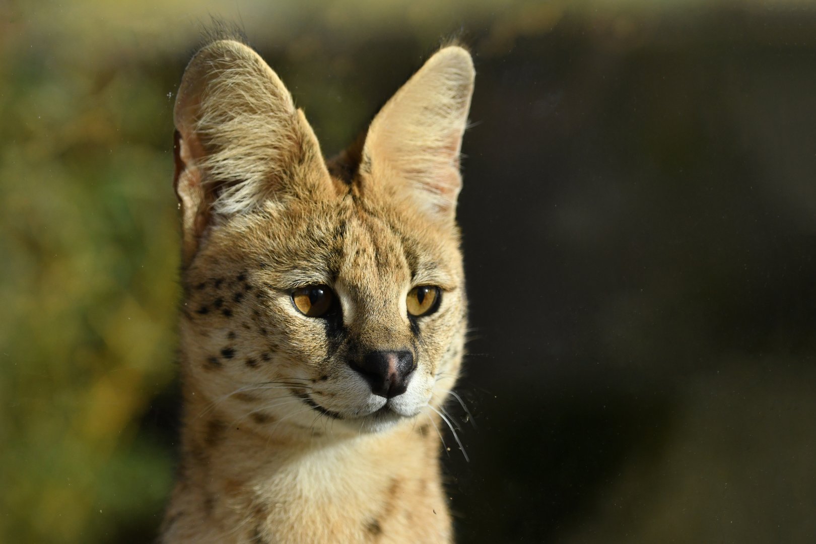 Serval (Leptailurus serval)