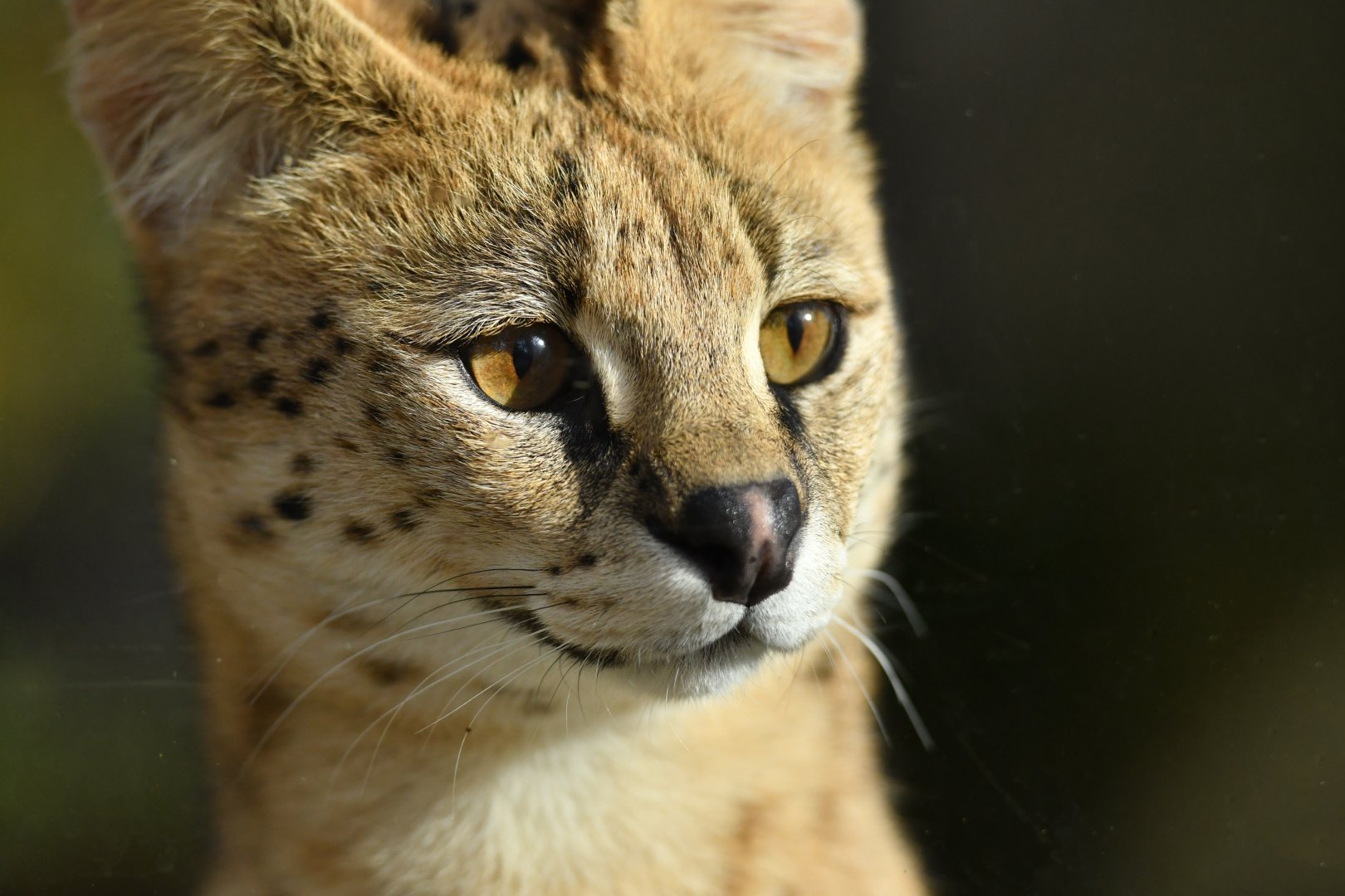 Serval (Leptailurus serval)
