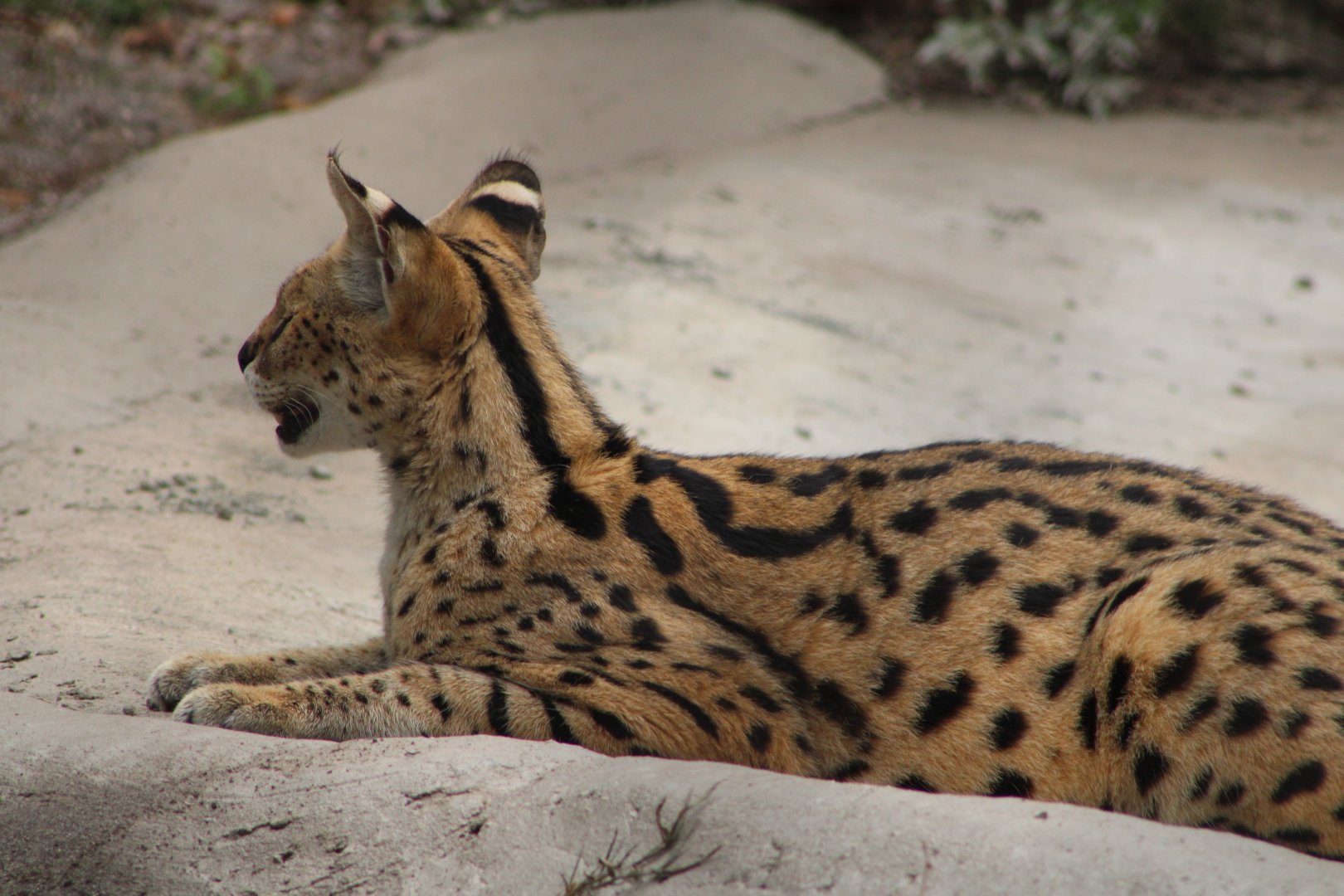 Serval (Leptailurus serval)