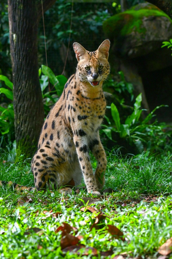 Serval  (Leptailurus serval)