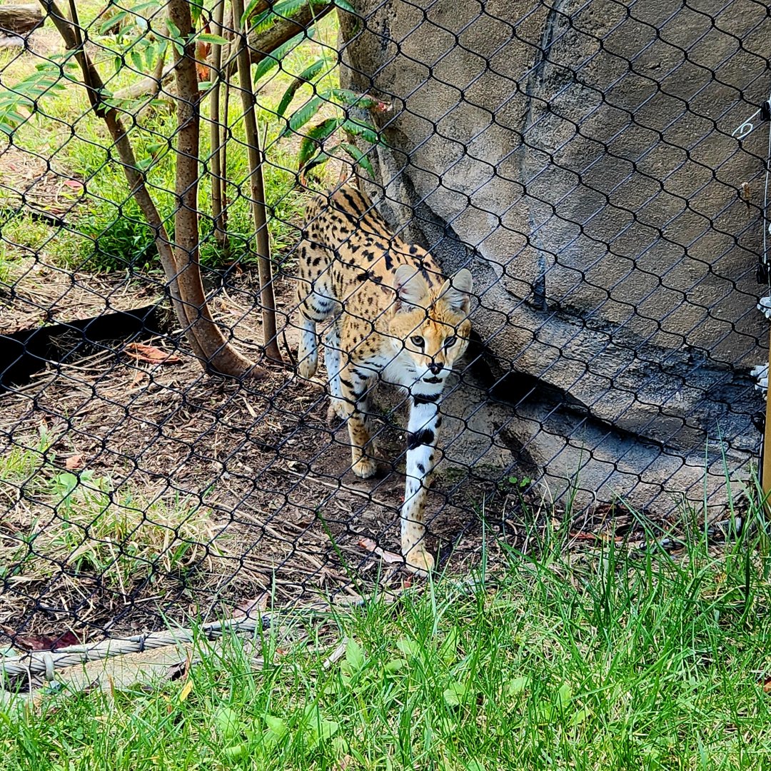 Serval (Leptailurus serval)