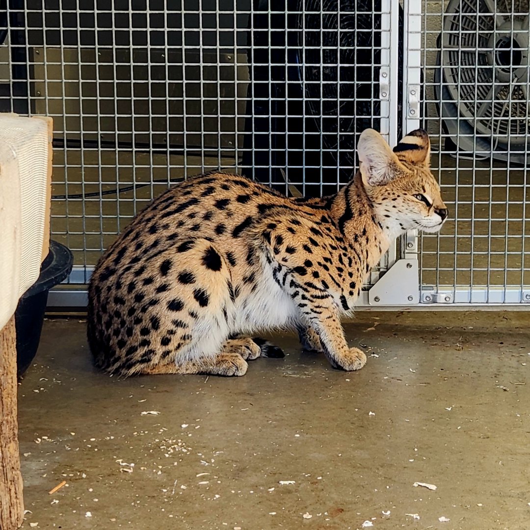 Serval (Leptailurus serval)