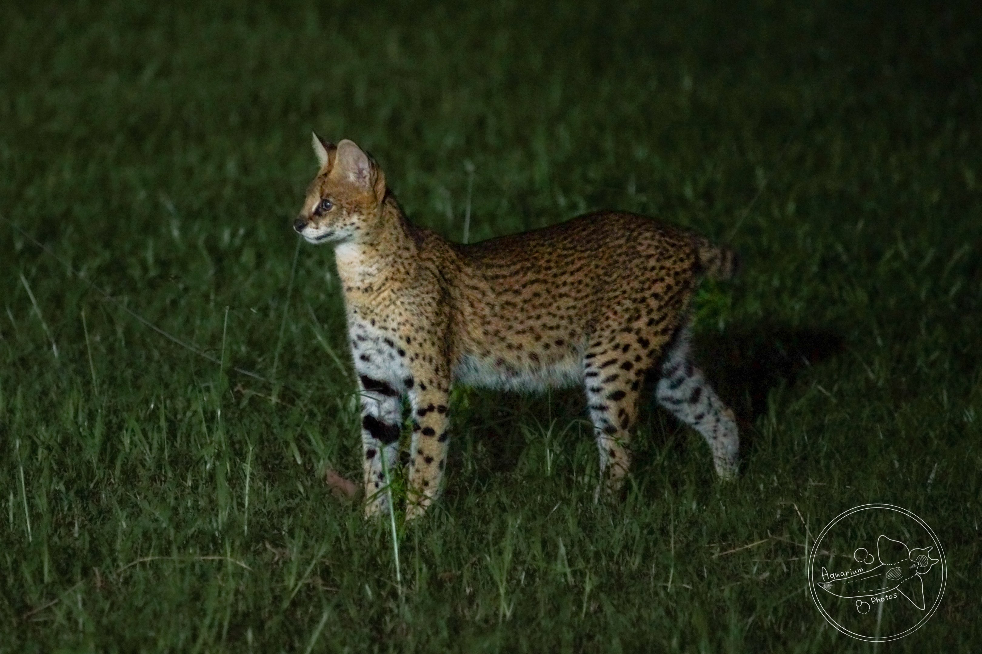 Serval (Leptailurus serval)