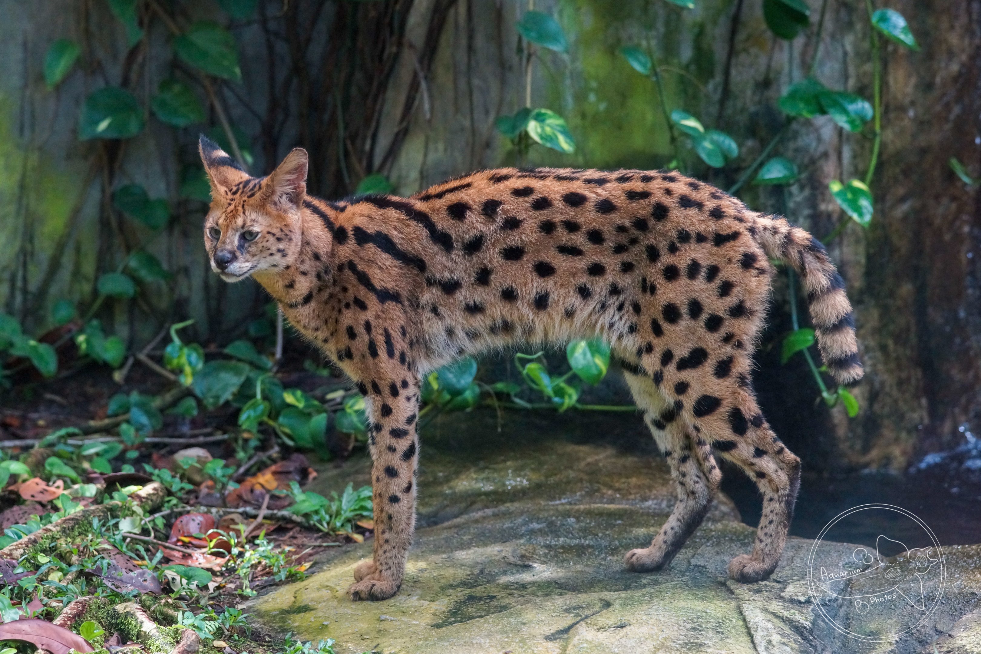 Serval (Leptailurus serval)