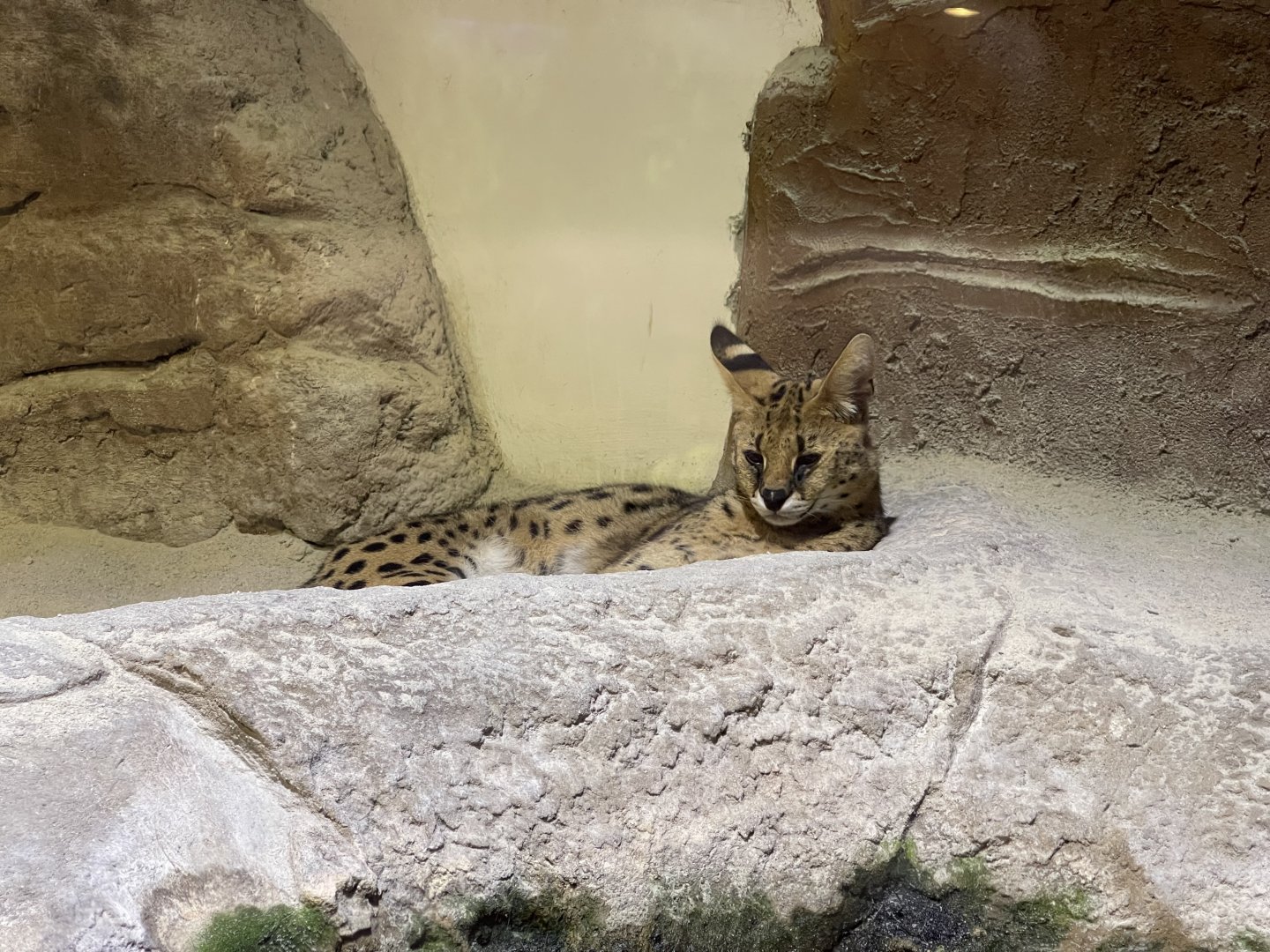 serval (leptailurus serval)