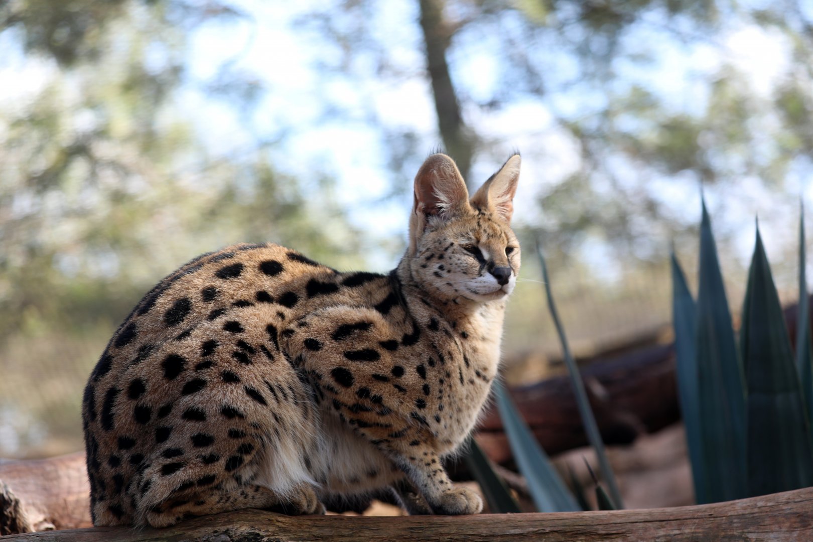 Serval (Leptailurus serval)