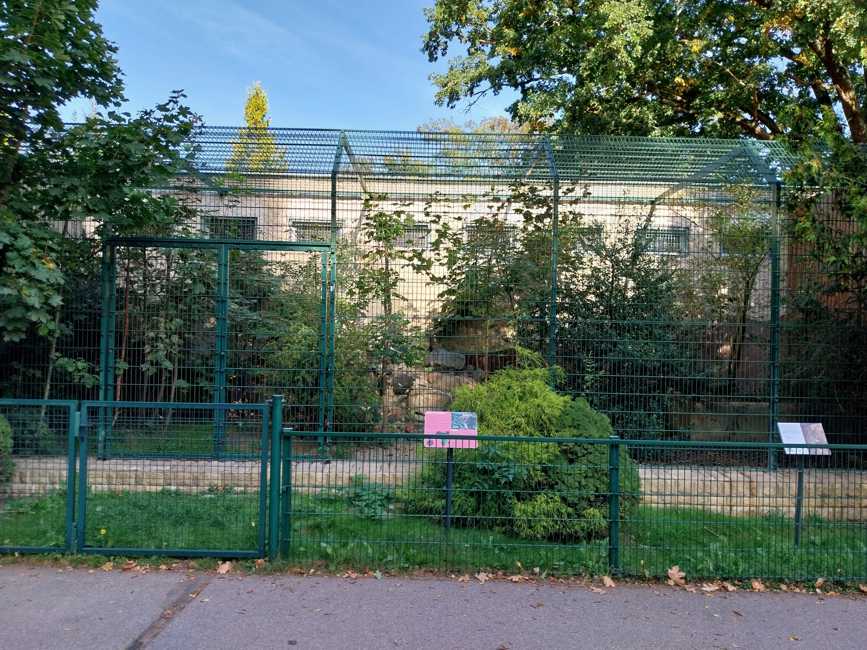 Serval (Leptailurus serval)