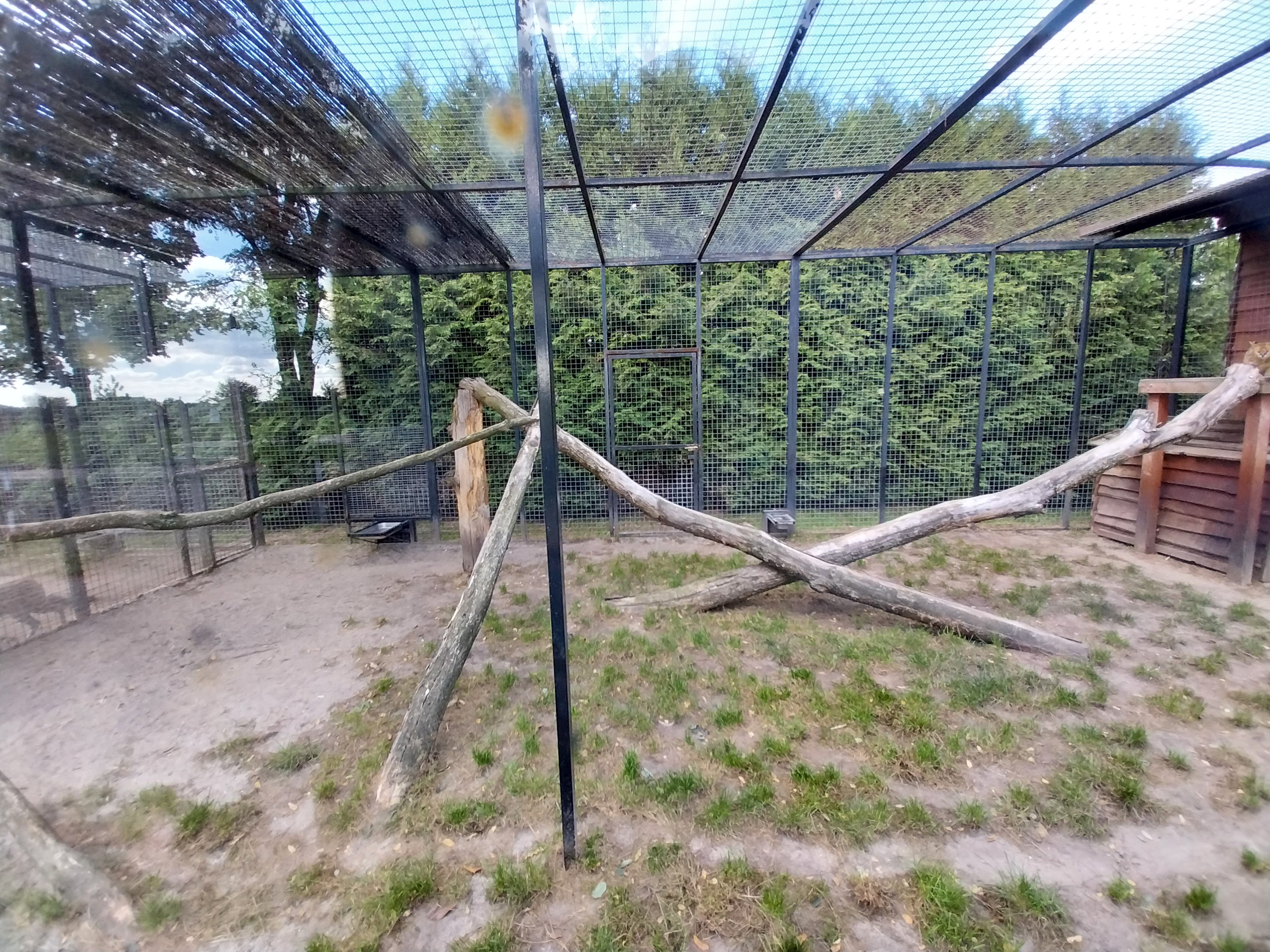 Serval (Leptailurus serval)