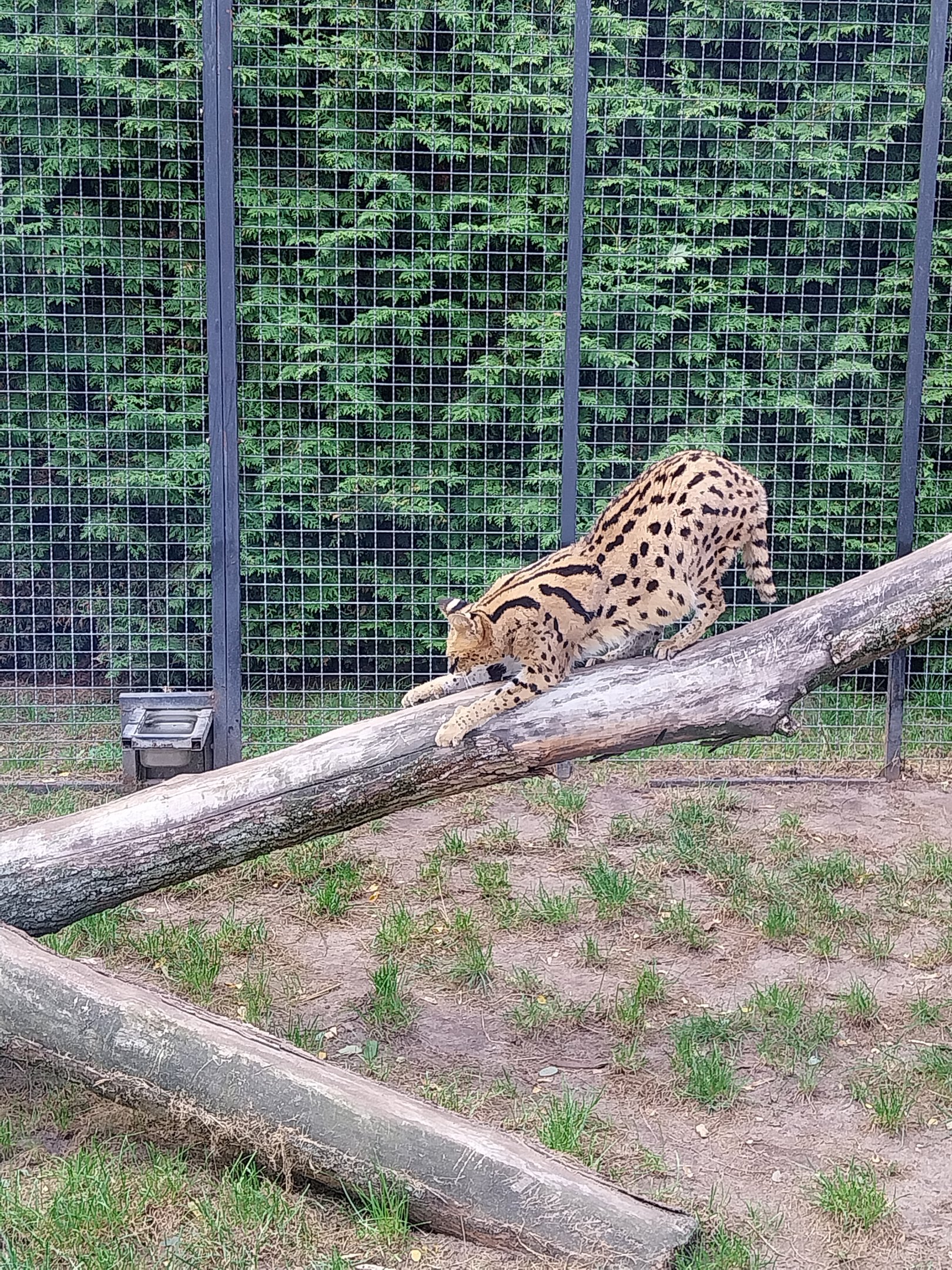Serval (Leptailurus serval)