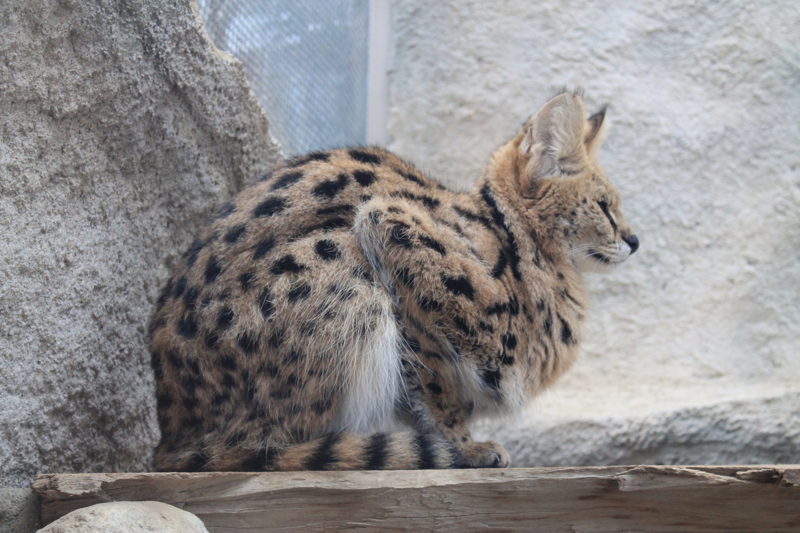 Serval (Leptailurus serval)
