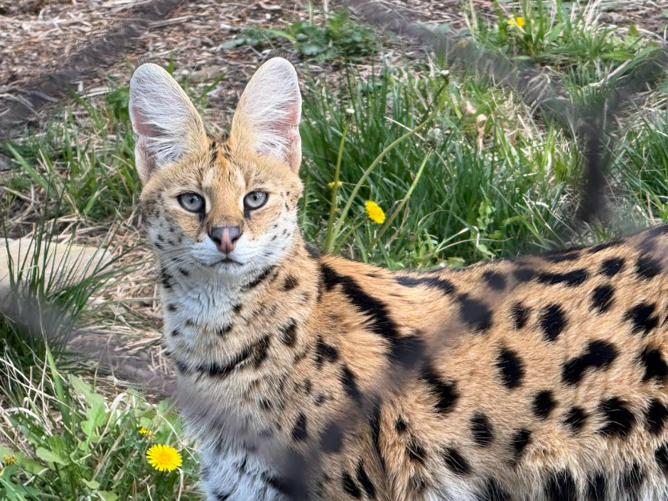 Serval (Leptailurus serval)