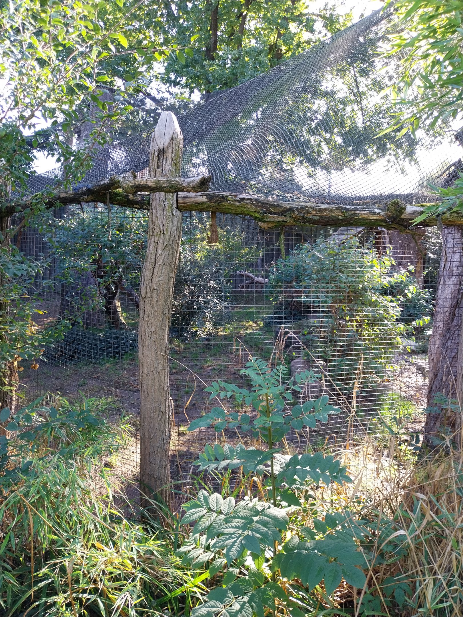 Serval (Leptailurus serval)