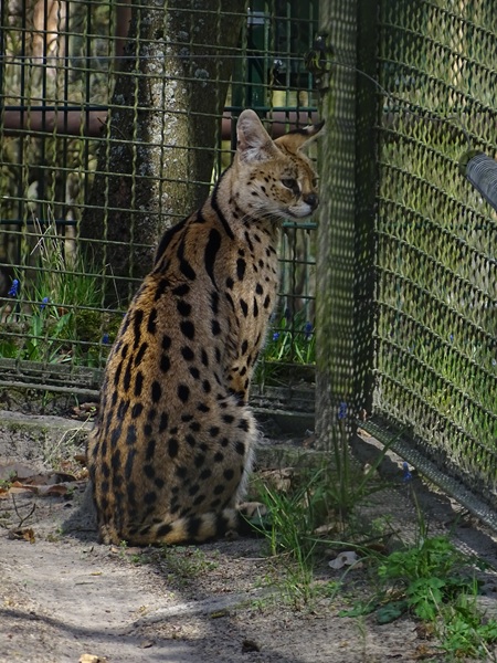 Serval (Leptailurus serval)