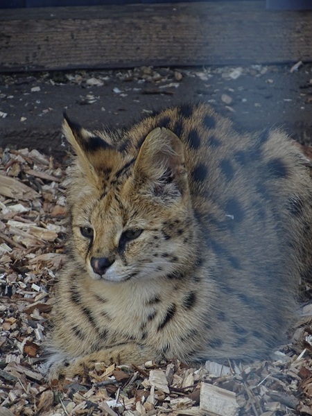 Serval (Leptailurus serval)