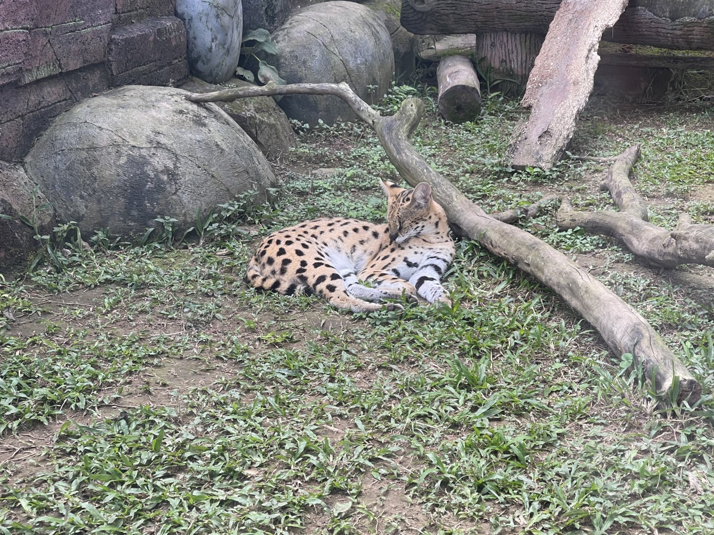 serval (leptailurus serval)