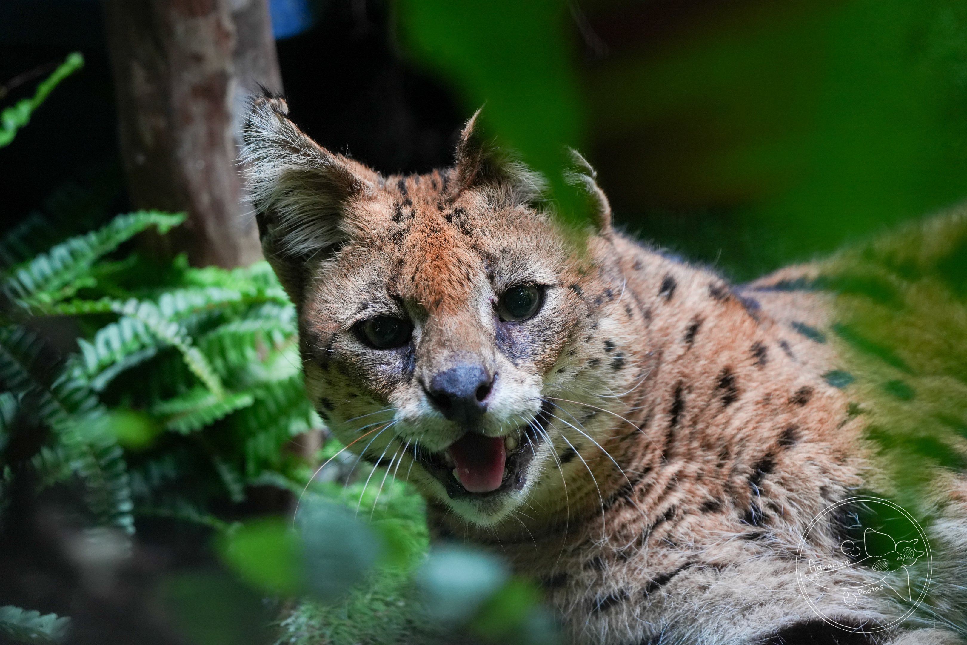 Serval  (Leptailurus serval)