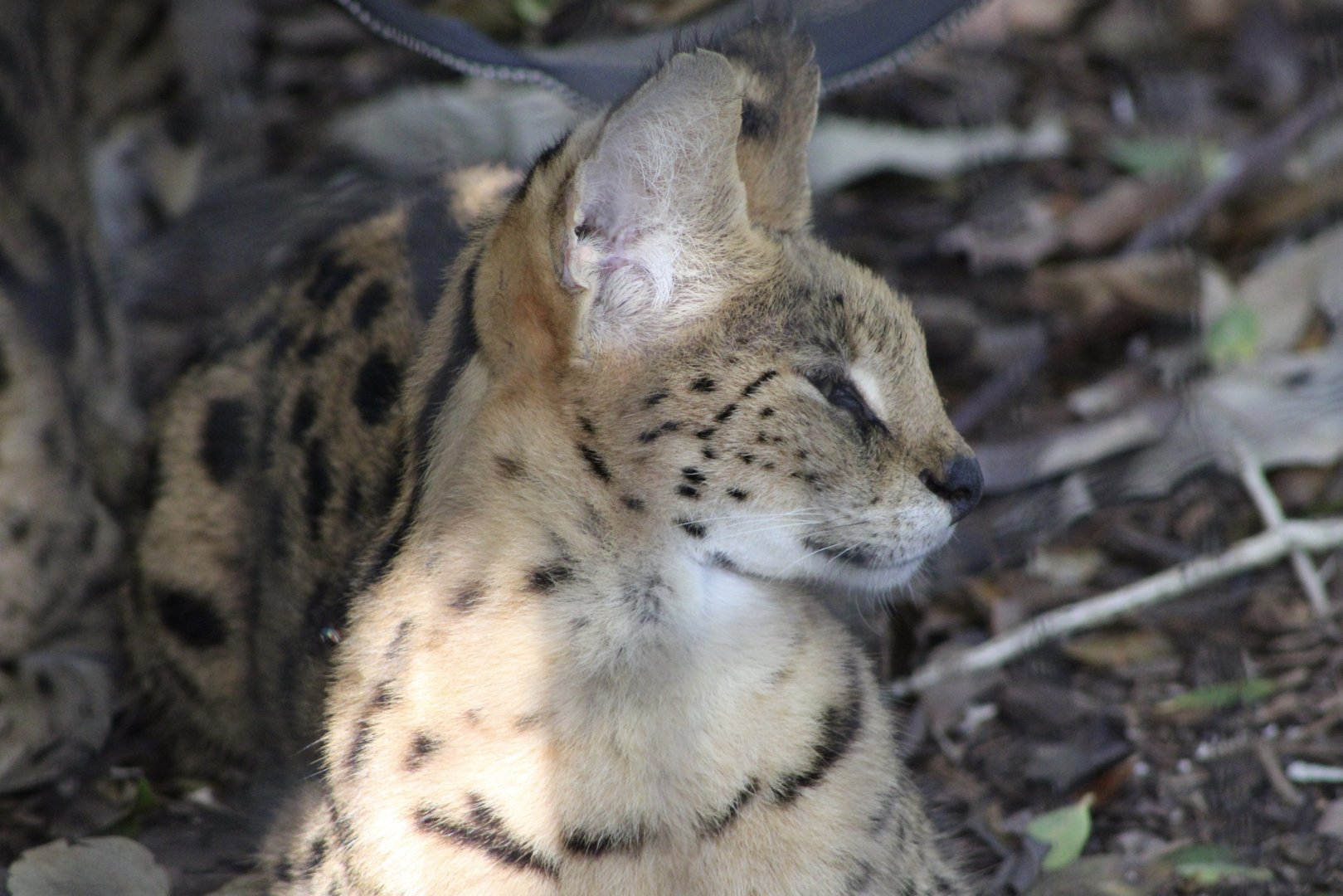 Serval (Leptailurus serval)