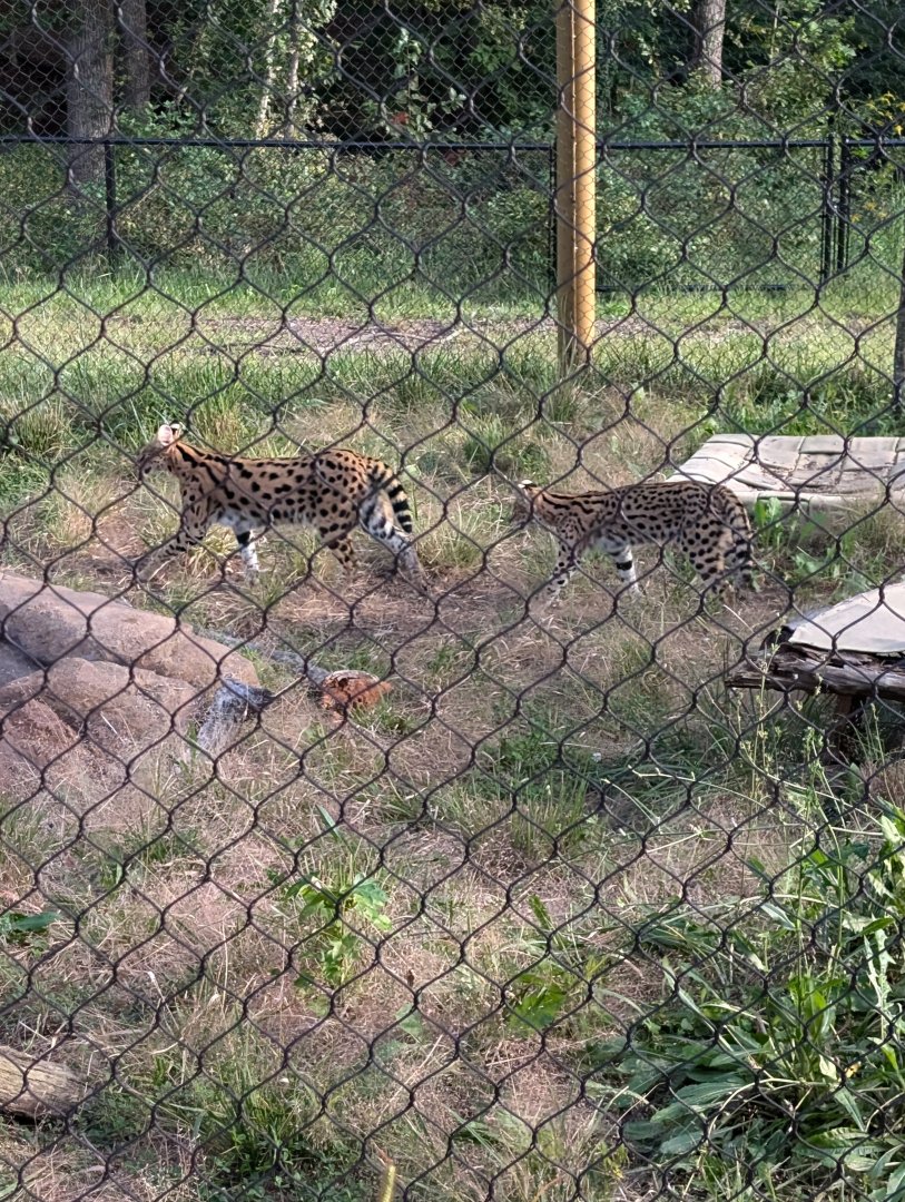 Serval mom and young