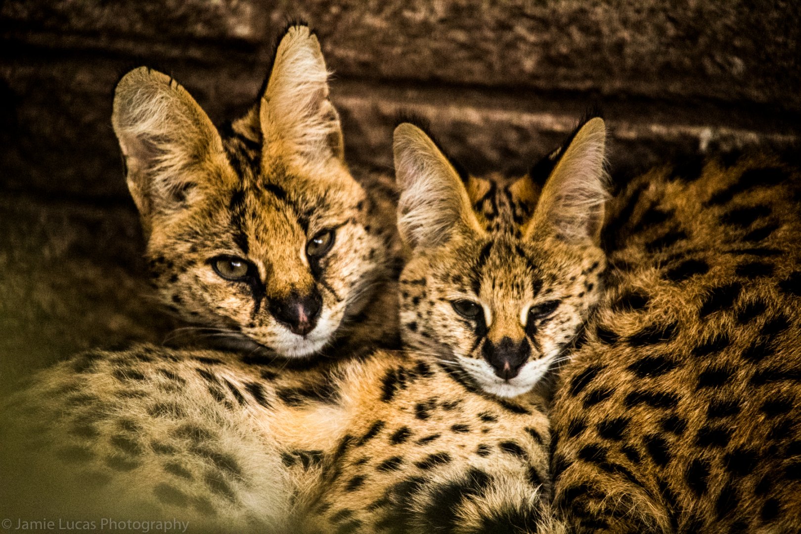 Serval mother & cub