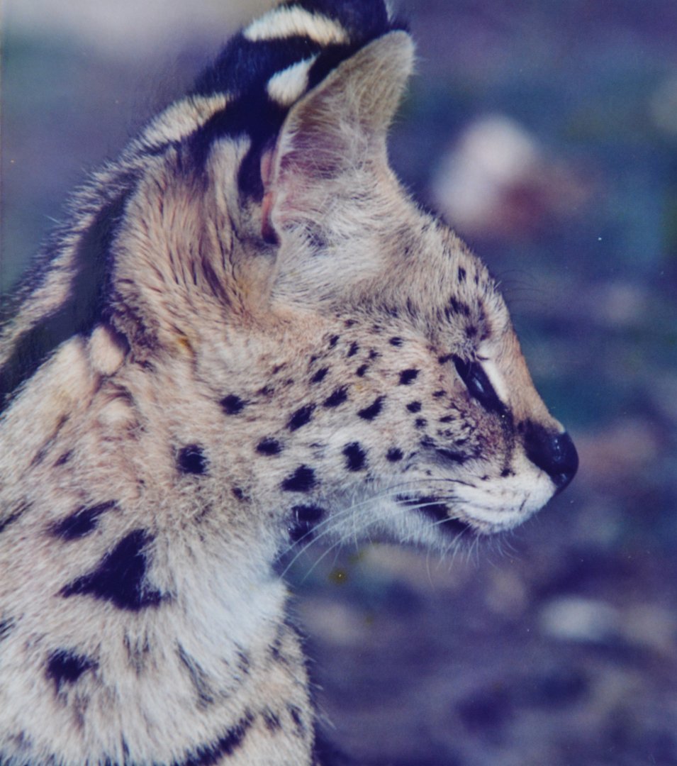 Serval  Mugga Lane zoo
