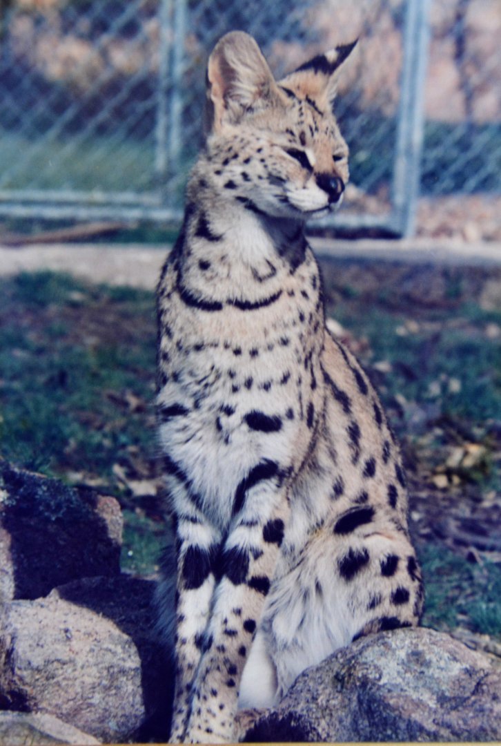 Serval  Mugga Lane zoo