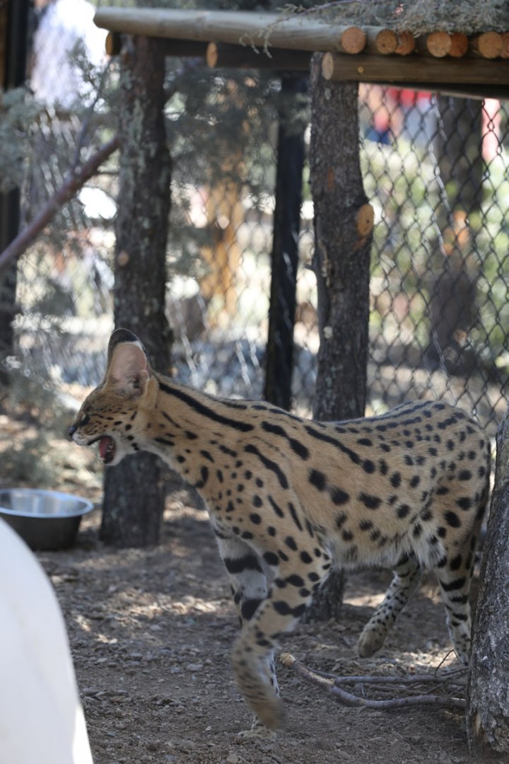 serval (new species for zoo)