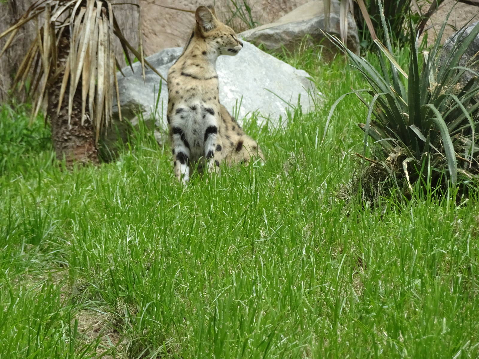 Serval, November 2015