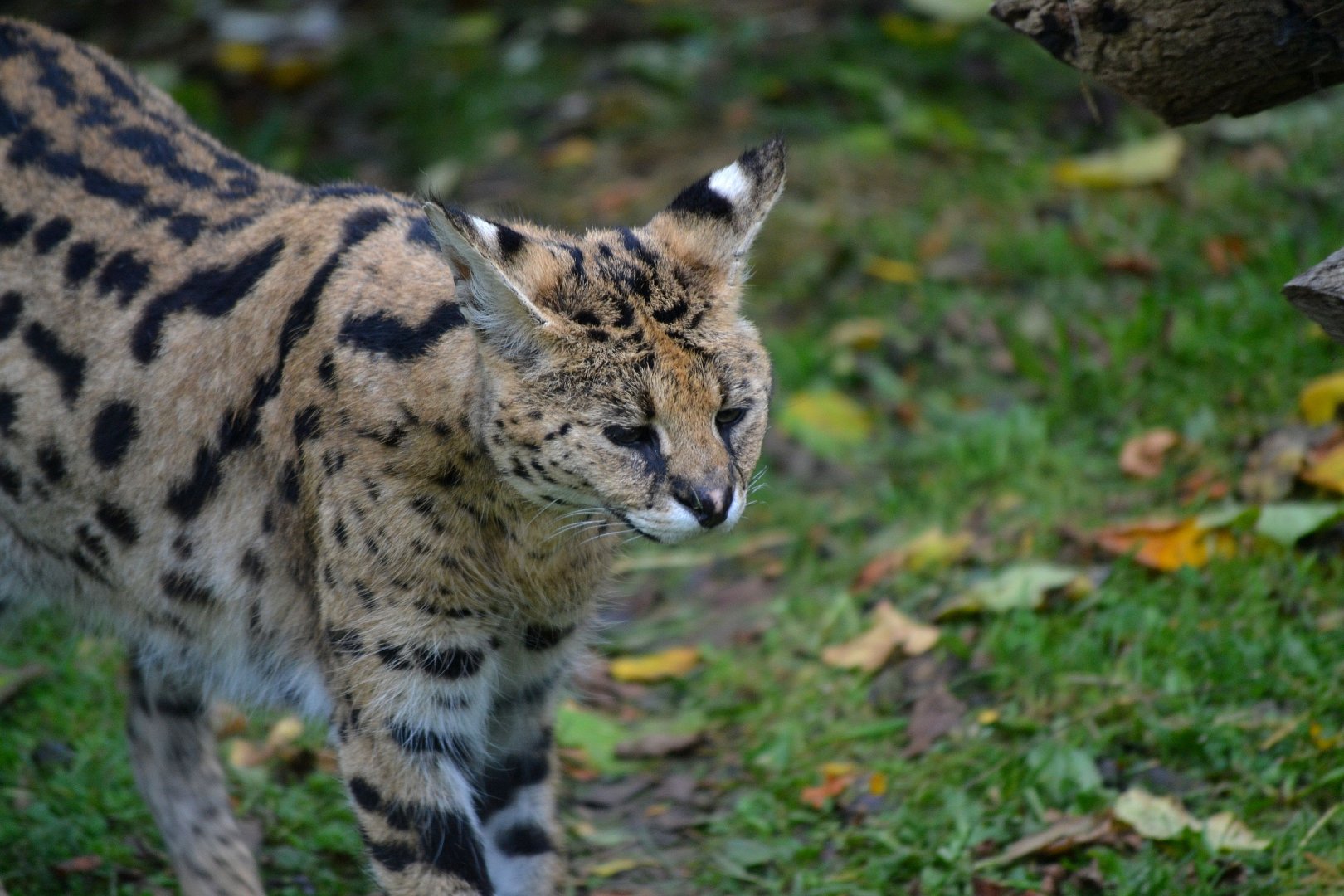Serval - October 2016
