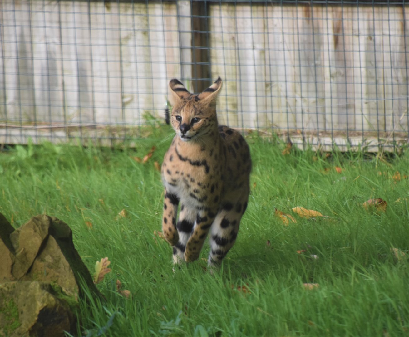 Serval on the move, Leptailurus serval