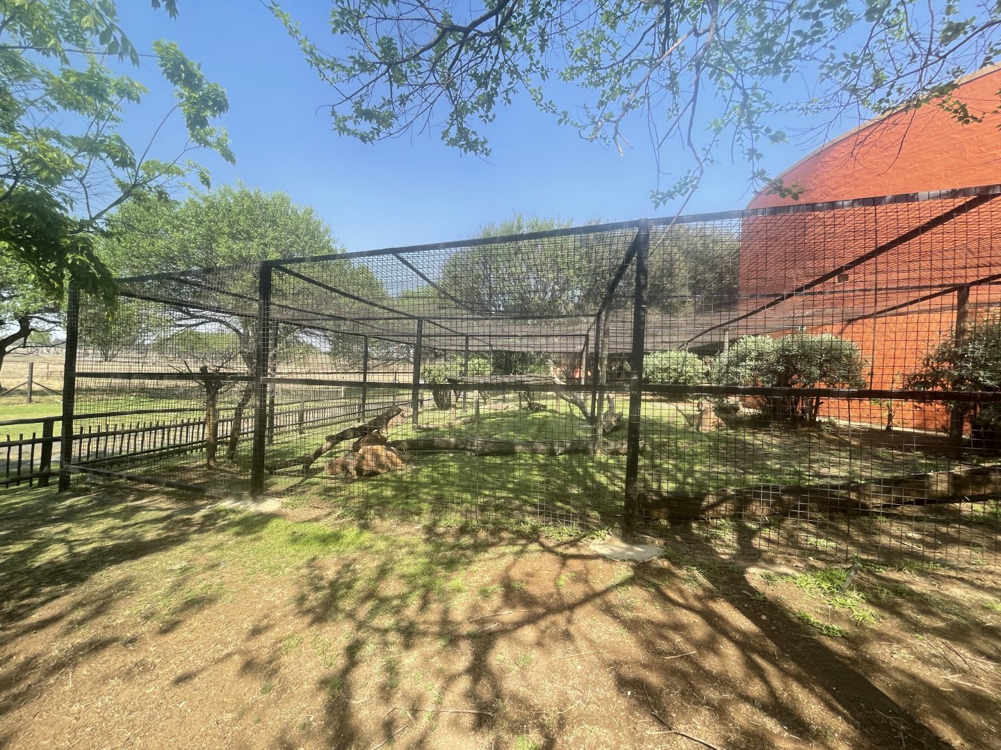 Serval Outdoor Enclosure (Leptailurus serval)