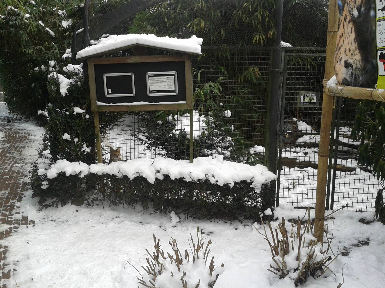 serval outdoor enclosure