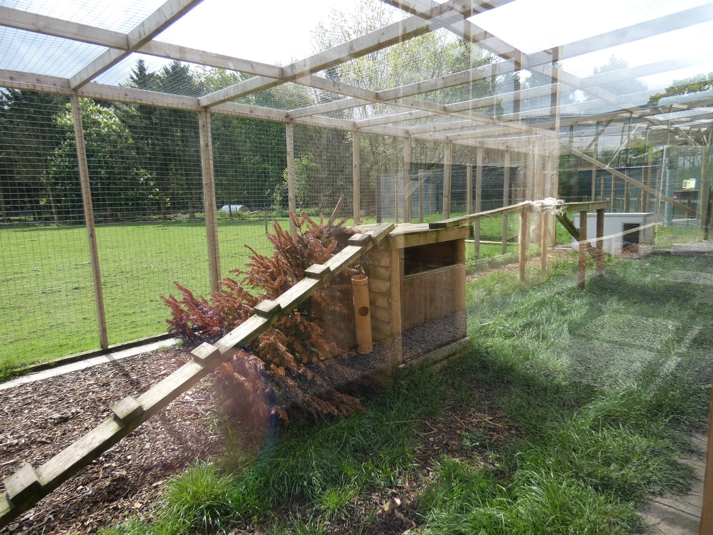 Serval outdoor enclosure