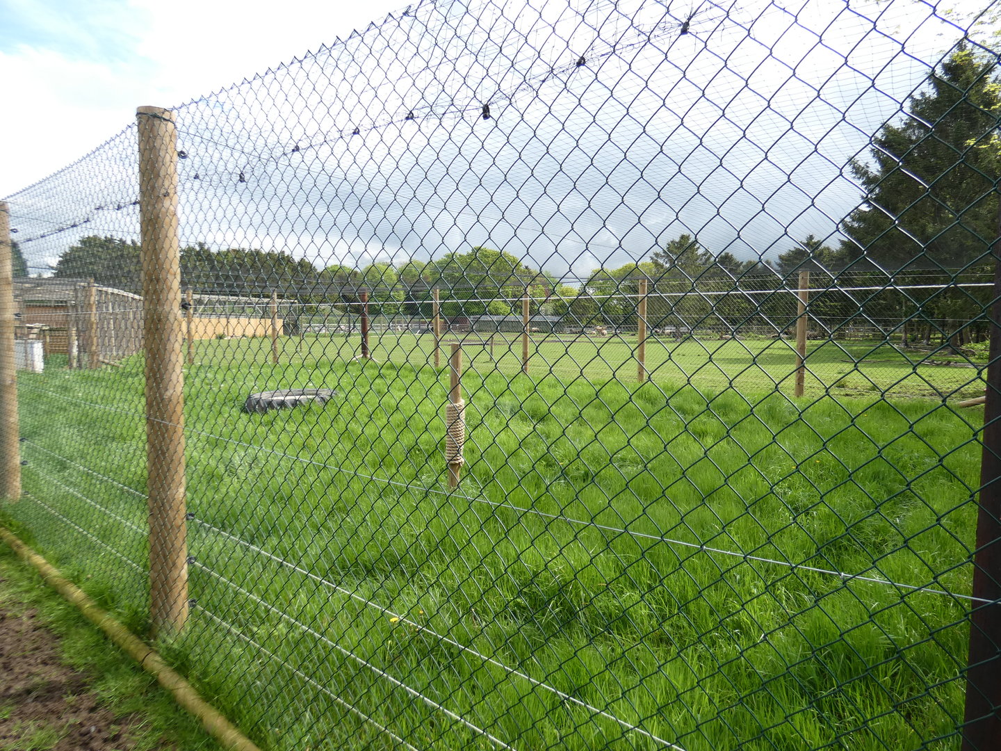 Serval outdoor enclosure