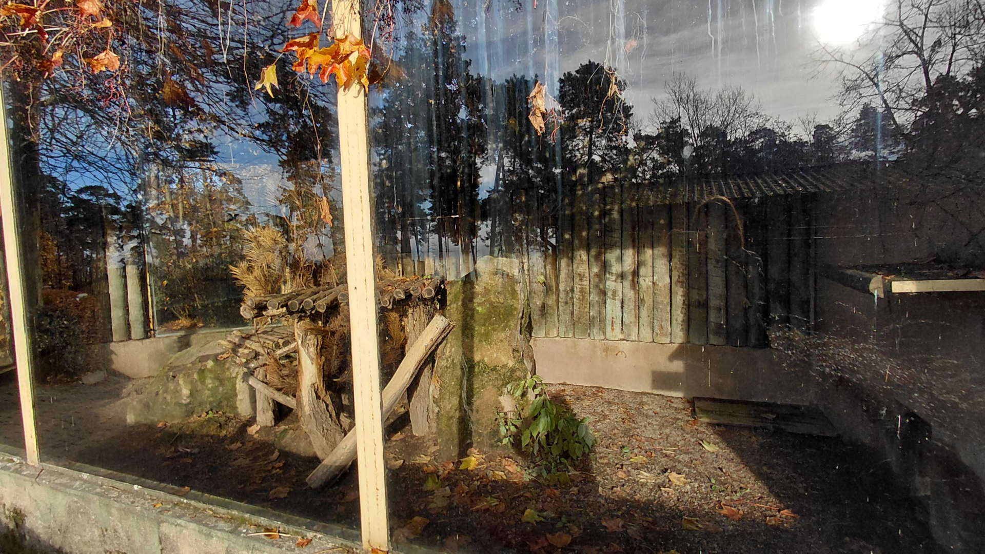 Serval outdoor exhibit #1