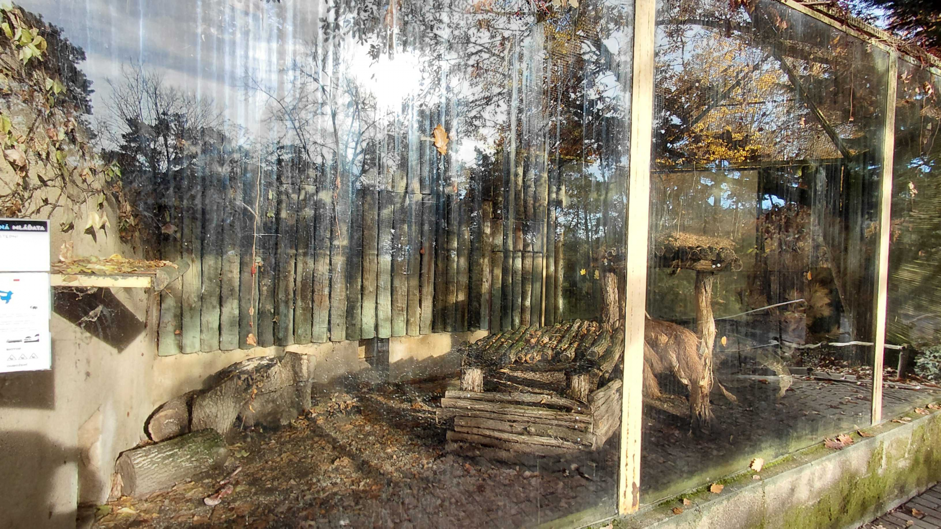 Serval outdoor exhibit #2