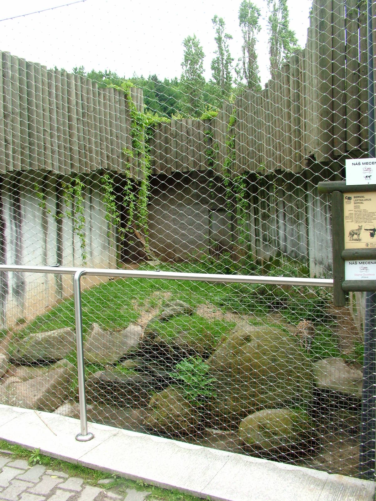 Serval outdoor exhibit at Jihlava, 31/05/10