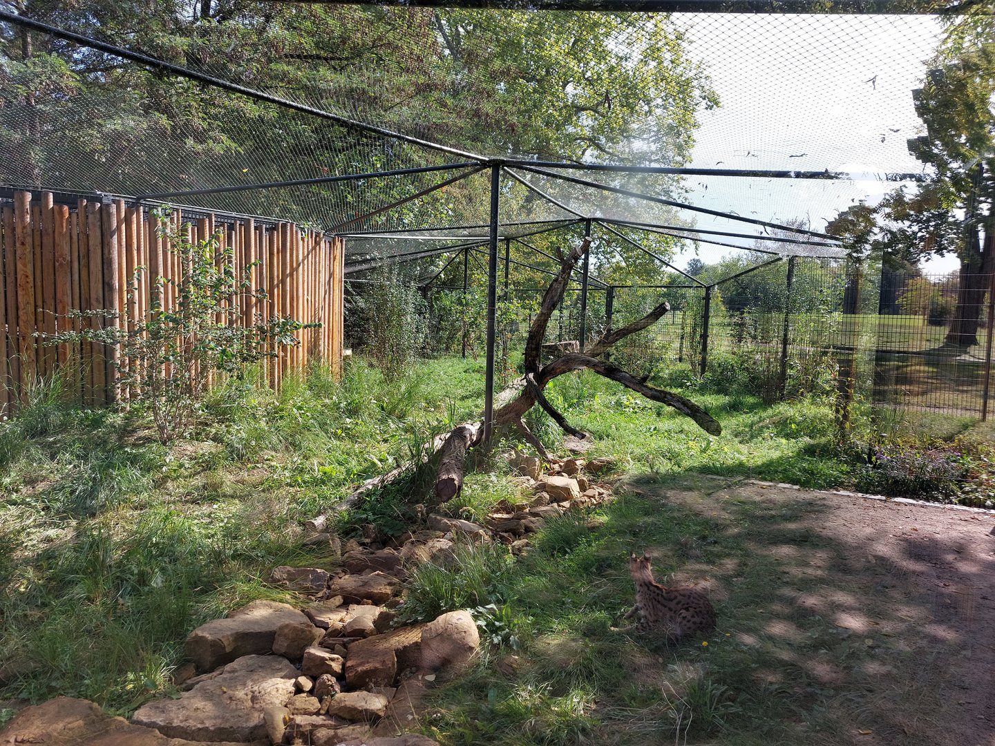 Serval outdoor exhibit