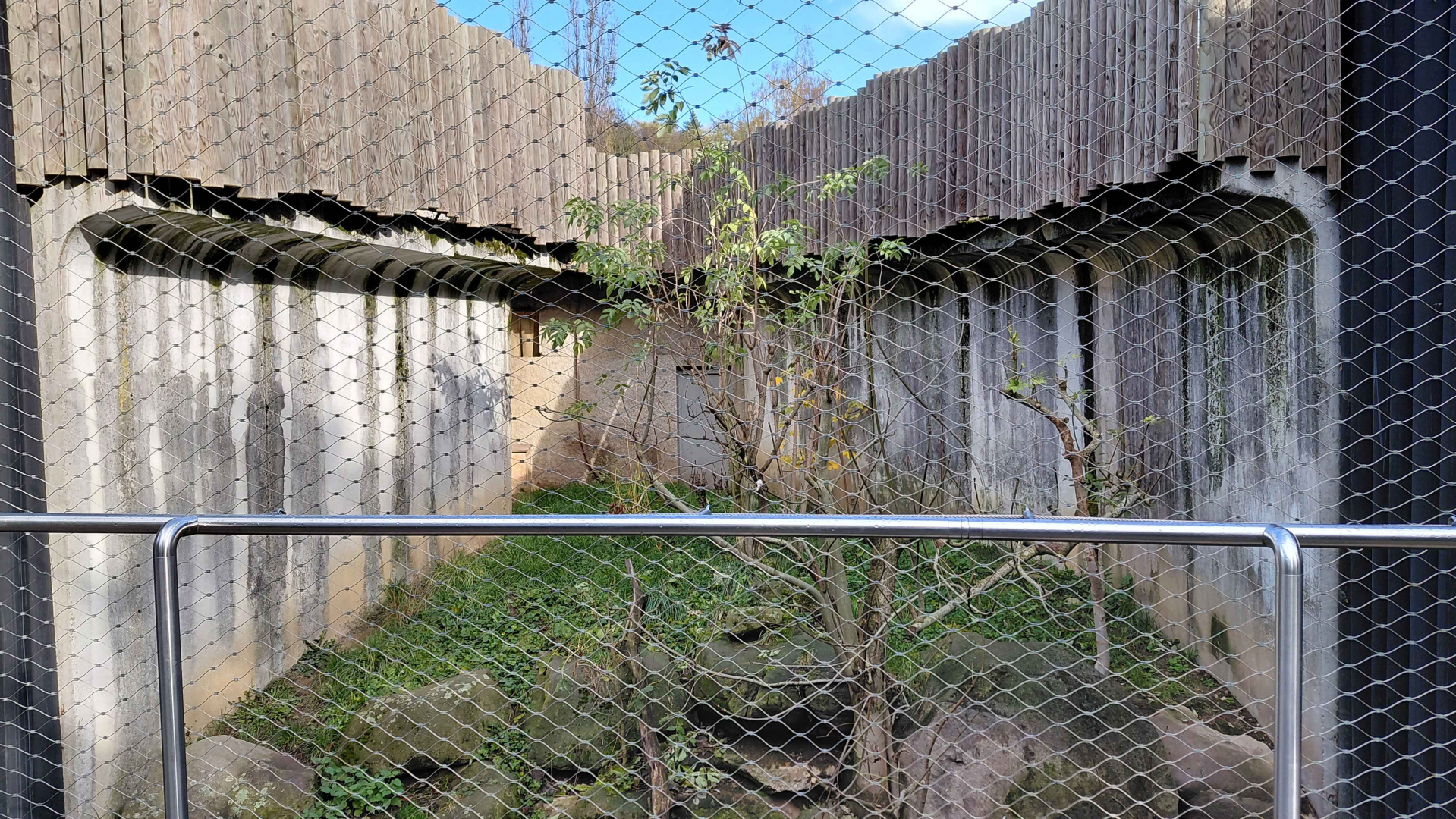 Serval outdoor exhibit