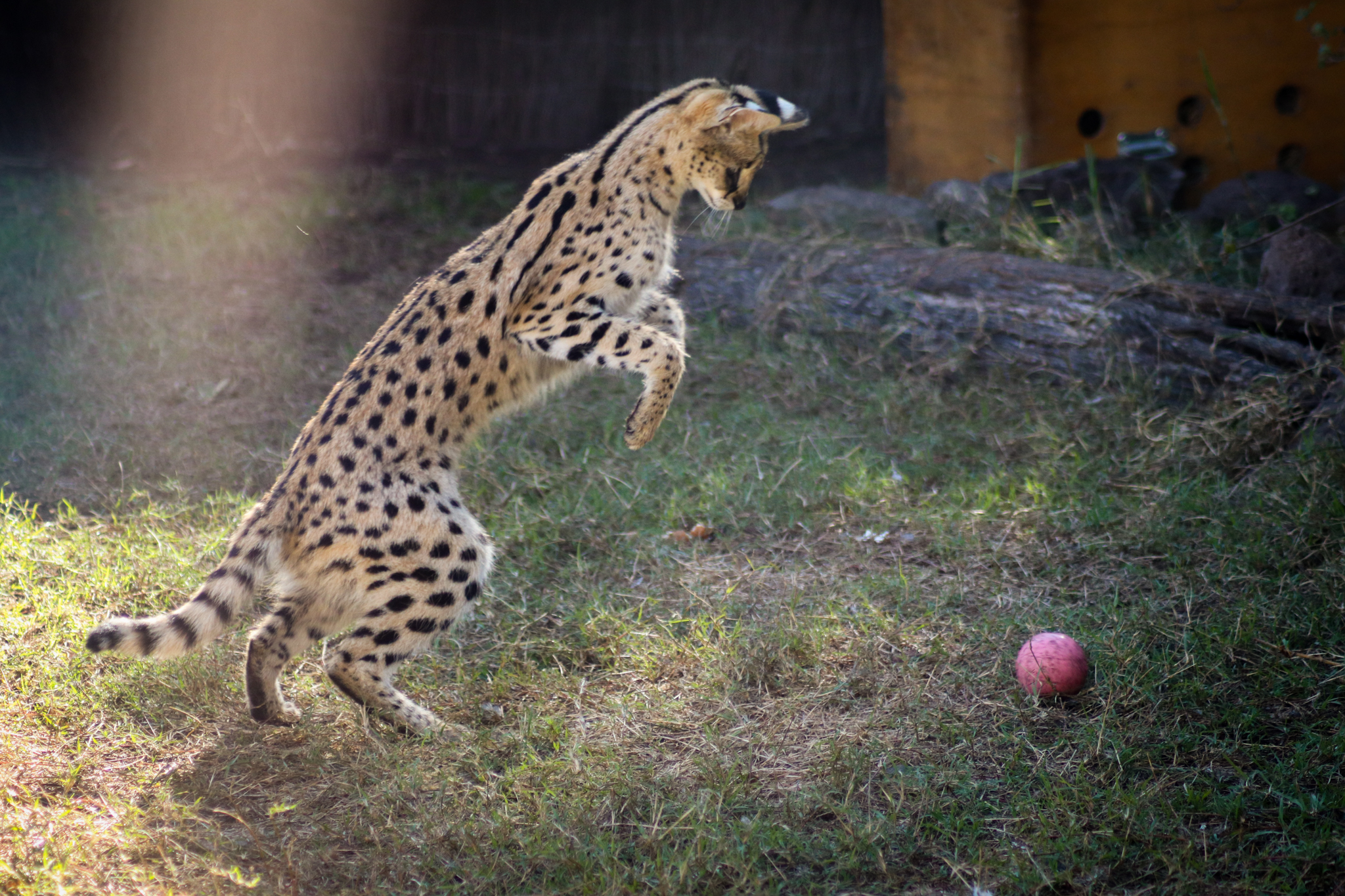 Serval Playing with Ball