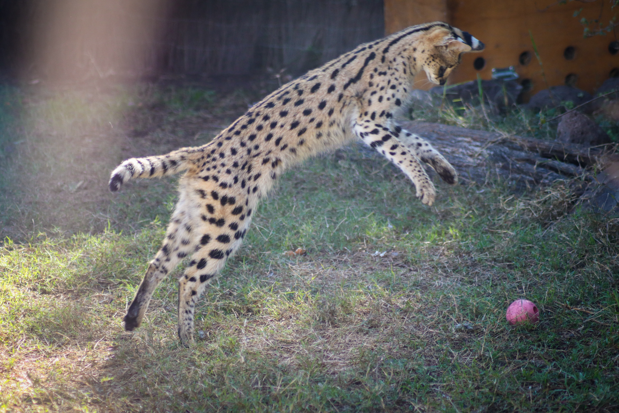 Serval Playing with Ball