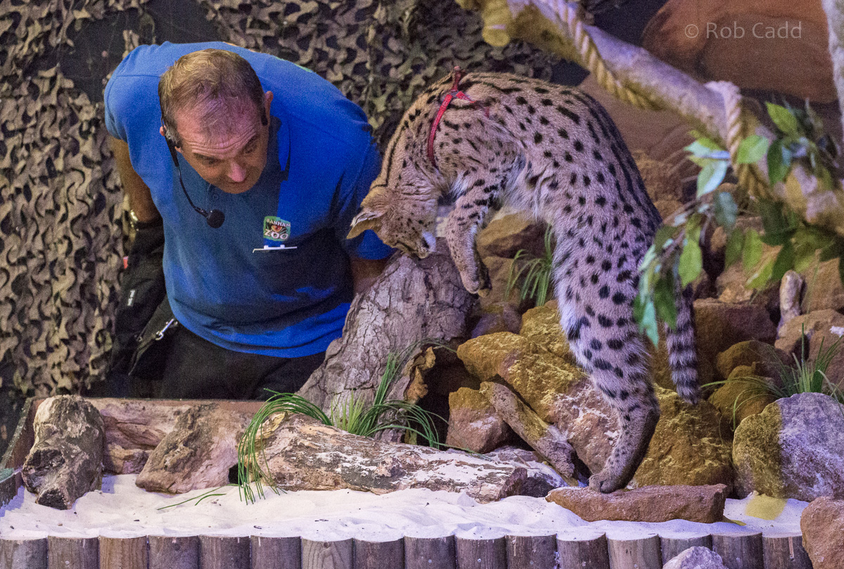 Serval (pounce) : Banham Zoo : 29 Sep 2017