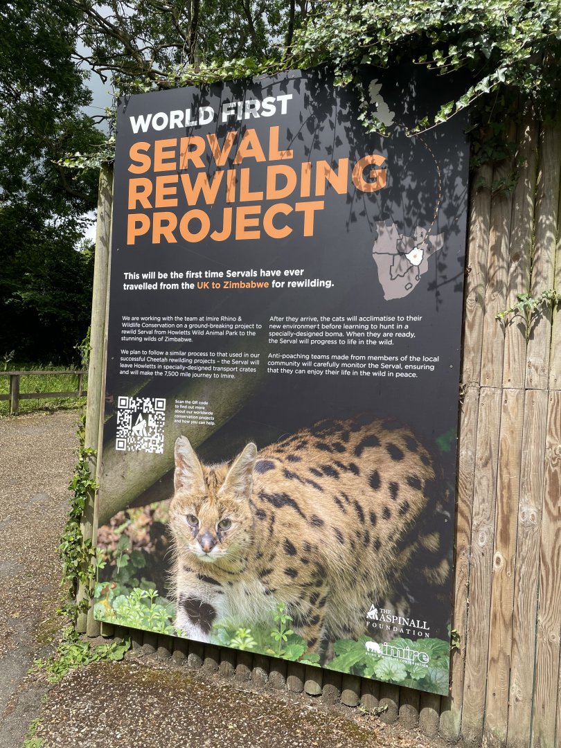 Serval Rewilding Project