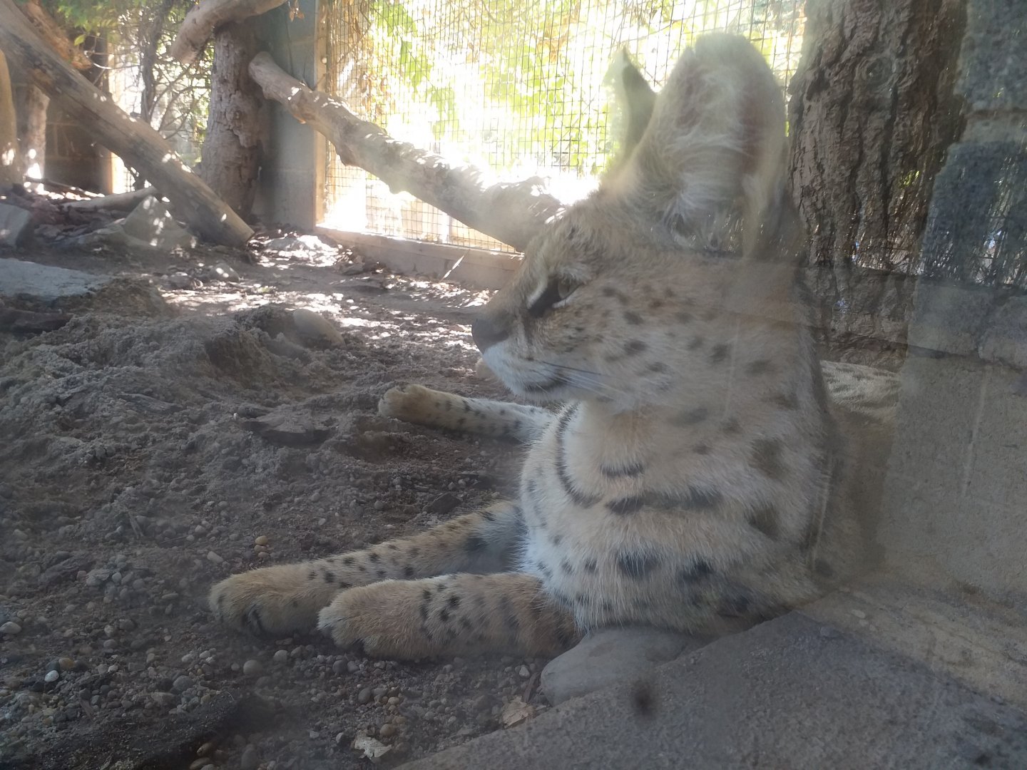 Serval -Sendaviva (2020)