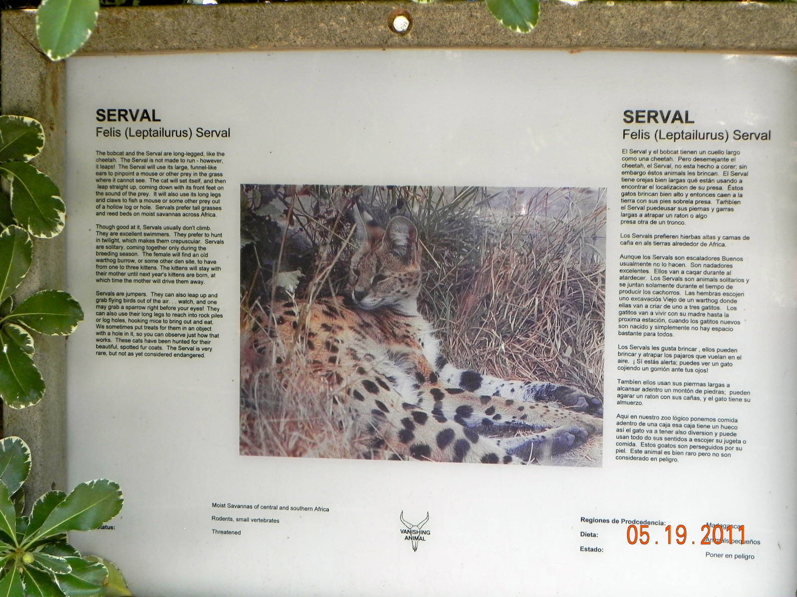 Serval sign