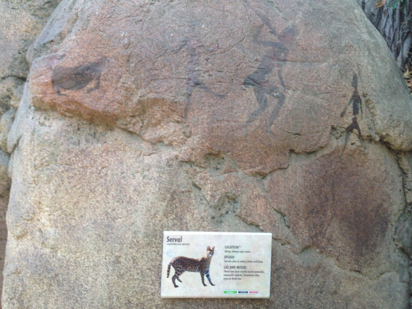 Serval Sign