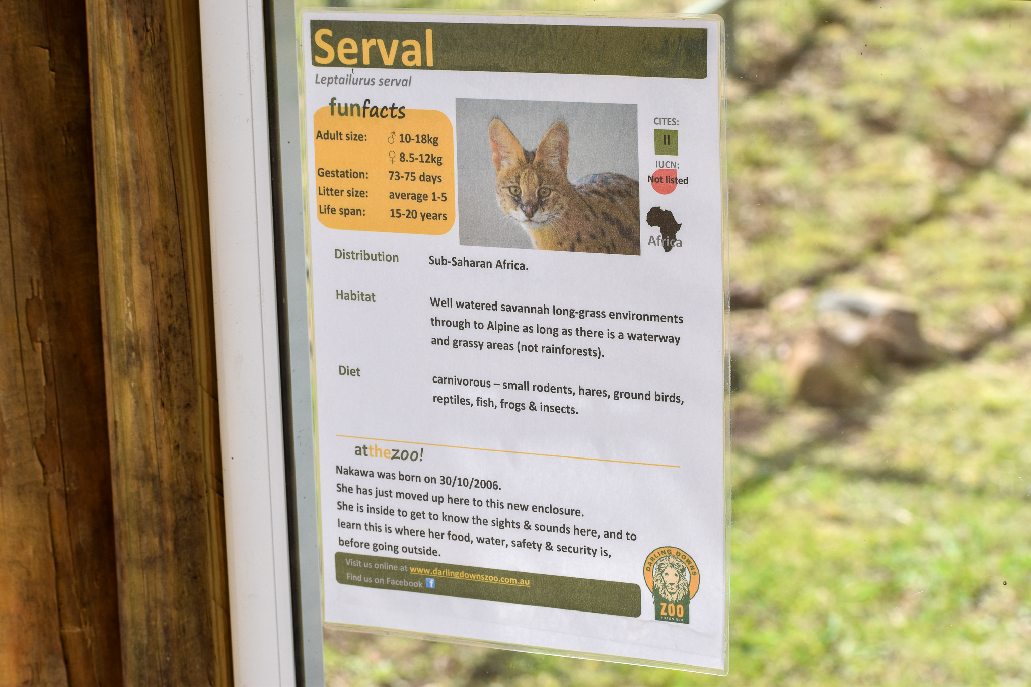 Serval Sign
